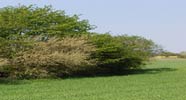 hecke.jpg (4349 Byte)